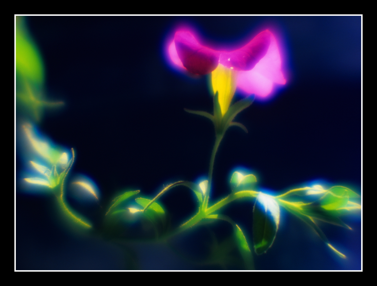 Flower Dream 3